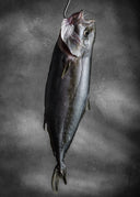Fine Art Print – Matured Hiramasa