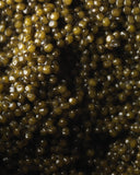 Fine Art Print – Caviar