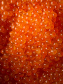 Fine Art Print – Trout Roe