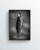 Fine Art Print – Matured Hiramasa
